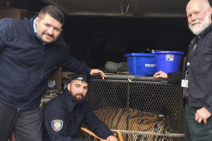 Tiger Found in Abandoned House by Person Who Just Wanted to Smoke Pot