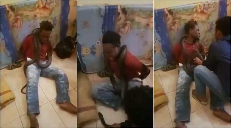 Police apologise for using live snake to interrogate suspect