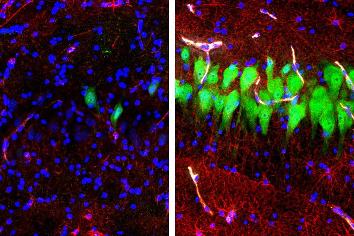 Study Opens Up a Gap Between Life and Death