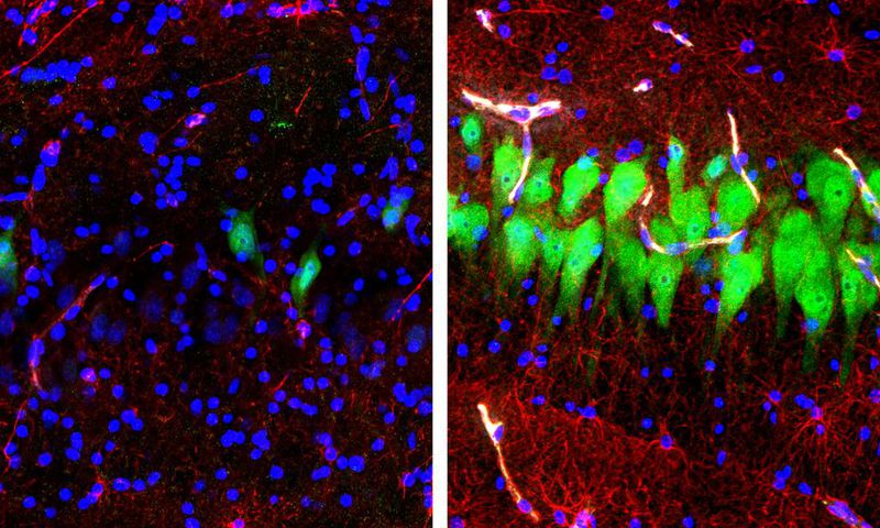 Study Opens Up a Gap Between Life and Death