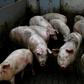 Frankenswine: Experts said the study threw into question at what point an animal, or even humans, are dead