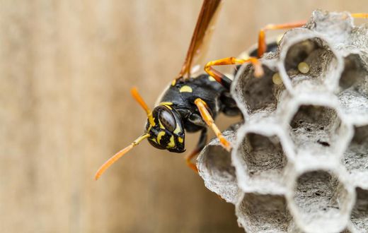 Wasps Passed This Logic Test. Can You?