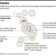 Graphic on how HIV attacks white blood cells