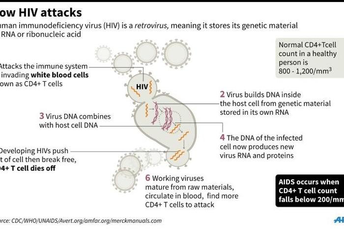 Graphic on how HIV attacks white blood cells