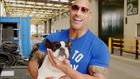 The Rock's French Bulldog Stars in 'Hobbs & Shaw'