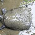 Conservations say there are now only three other known members of the species left