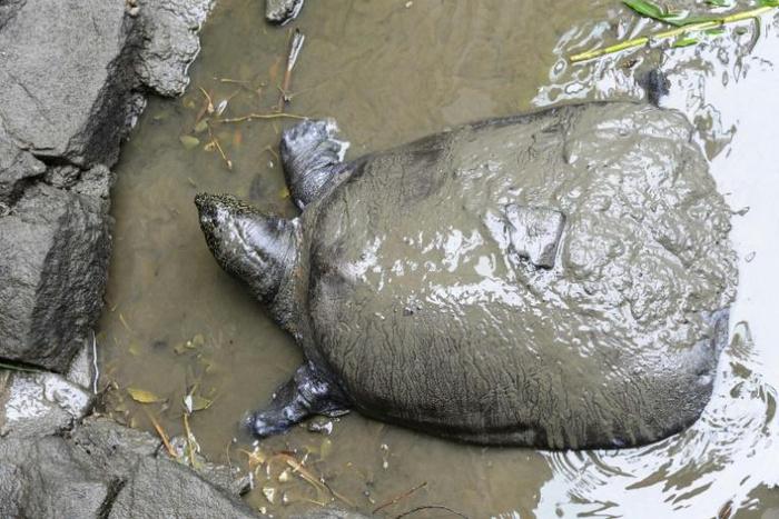 Conservations say there are now only three other known members of the species left