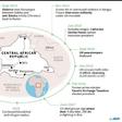 Chronology of conflict in the Central African Republic
