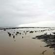 Heavy rains have flooded swathes of Queensland state, with the full scale of the devastation on drought-hit cattle stations becoming clearer as floodwaters recede
