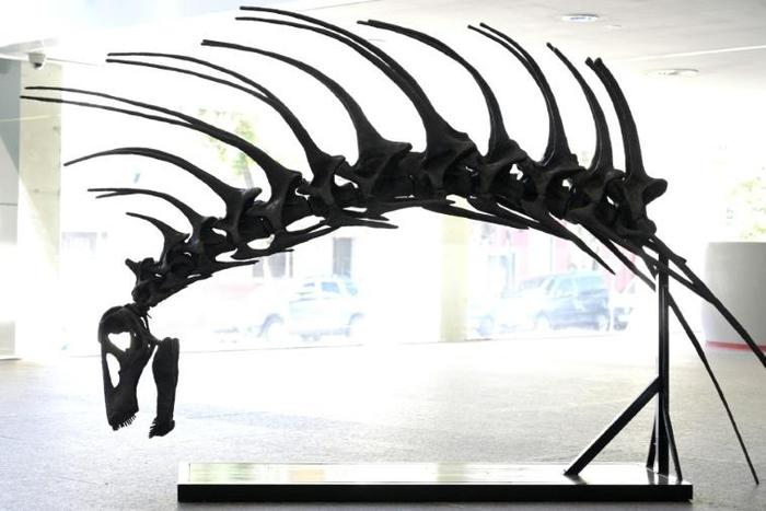 A replica of the skull and neck of the "Bajadasaurus pronuspinax," a new species of sauropod discovered in Patagonia