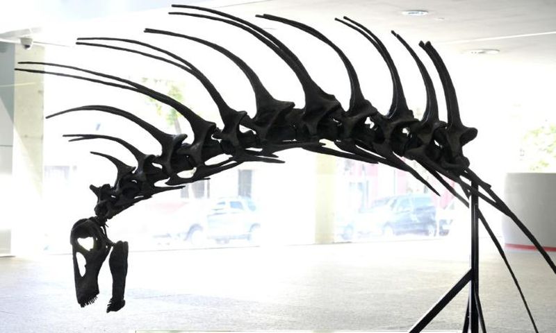 A replica of the skull and neck of the "Bajadasaurus pronuspinax," a new species of sauropod discovered in Patagonia