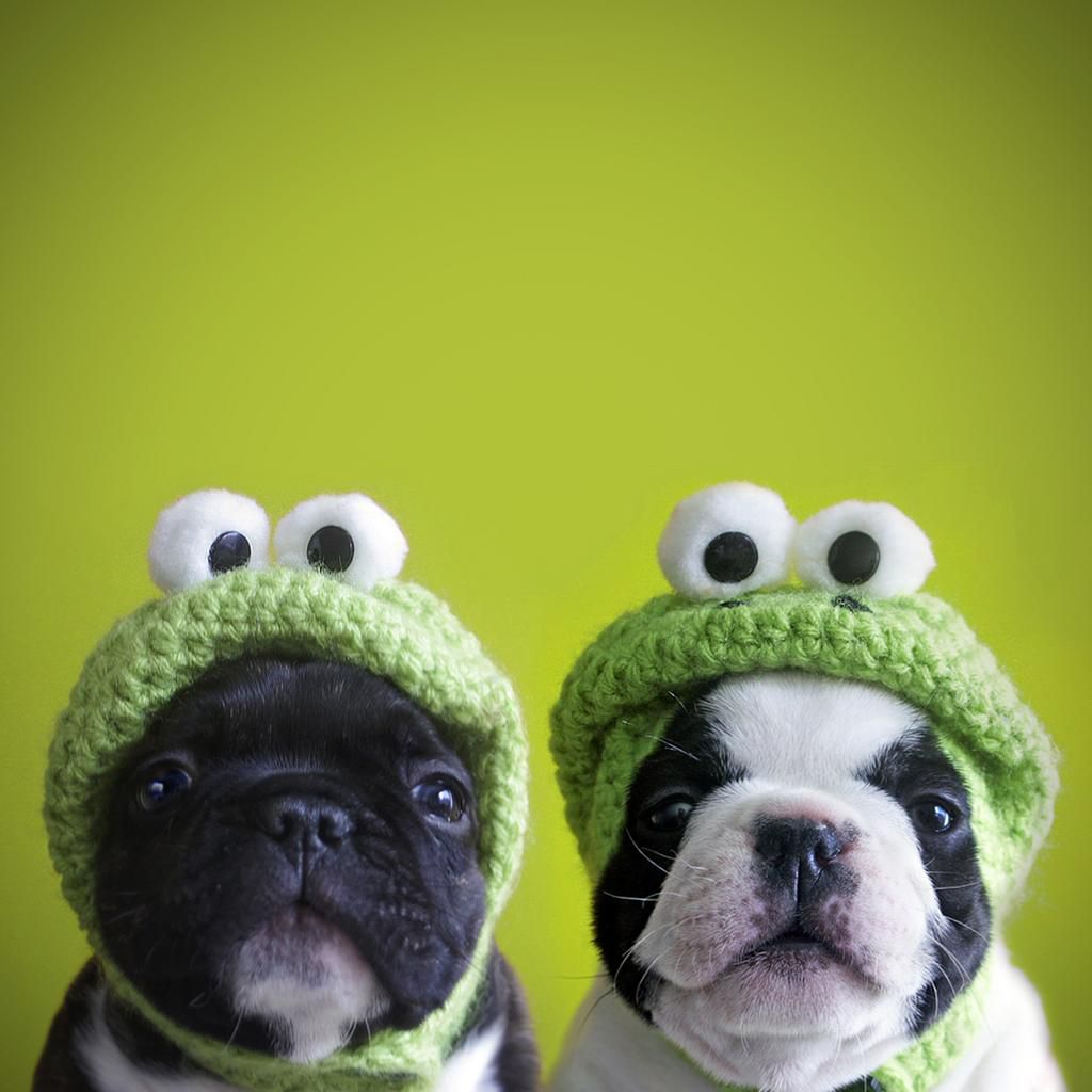 Funny dogs
