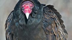 Nigerian police arrest and detain huge vulture suspected to be affiliated to Boko Haram