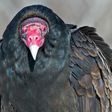 Nigerian police arrest and detain huge vulture suspected to be affiliated to Boko Haram