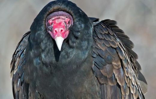 Nigerian police arrest and detain huge vulture suspected to be affiliated to Boko Haram