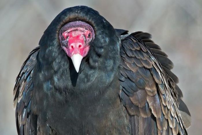 Nigerian police arrest and detain huge vulture suspected to be affiliated to Boko Haram