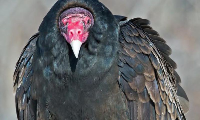 Nigerian police arrest and detain huge vulture suspected to be affiliated to Boko Haram