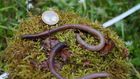 'Earthworm Dilemma' Has Climate Scientists Racing to Keep Up