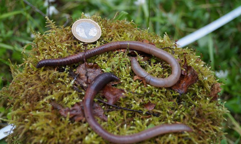 'Earthworm Dilemma' Has Climate Scientists Racing to Keep Up