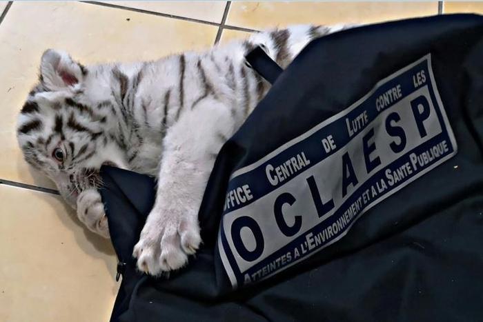 The baby tiger, now called Hermes, has been taken to the Barben zoo in southeast France