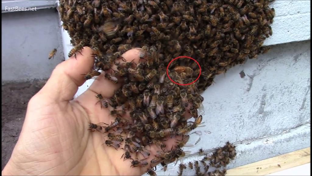 Bees attack and kill senior customs officer while on duty