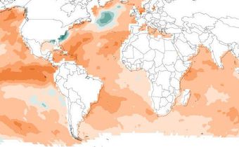 Ocean heat waves are threatening marine life