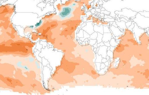 Ocean heat waves are threatening marine life