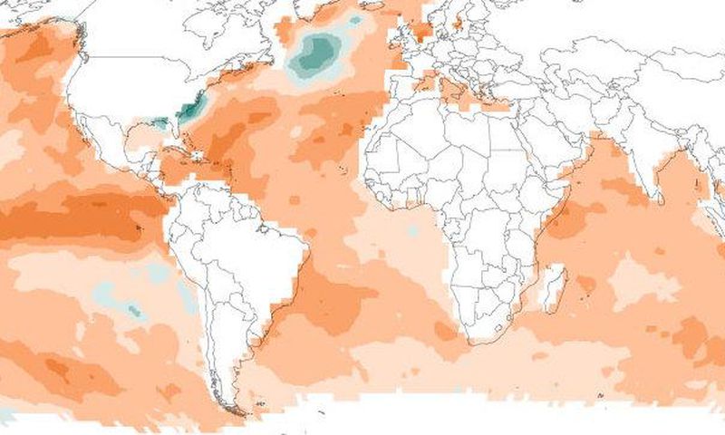Ocean heat waves are threatening marine life
