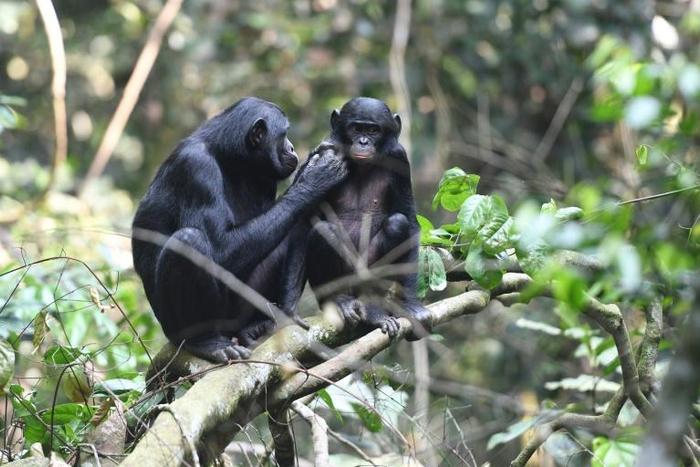 Bonobo mothers play an outsized role in ensuring their sons have fruitful sex lives, according to a study in the journal Current Biology