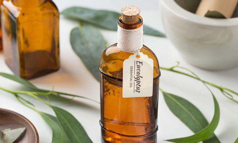 The 12 Best Eucalyptus Oil Benefits