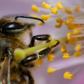 To save the bees, 10 percent of green spaces in Bavaria will have to be turned into flowering meadows, and rivers and streams better protected from pesticides and fertilisers