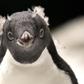 An Adelie penguin (Pygoscelis adeliae) ready for its close-up in a chilly habitat at Guadalajara Zoo