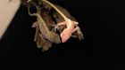 Introducing the World's First Gene-Edited Lizard