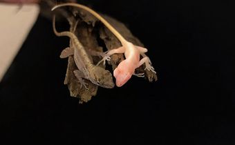 Introducing the World's First Gene-Edited Lizard