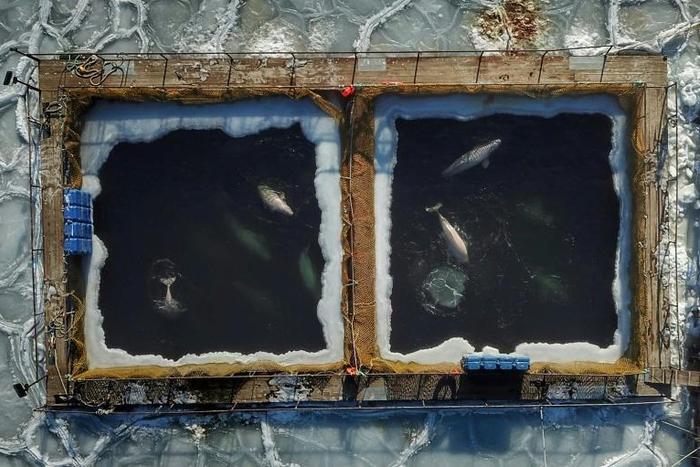 Nearly 100 orca and beluga whales captured for sale to aquariums have been kept in small pens dubbed a "whale jail" in the Russian Far East