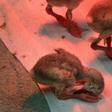 About 2,000 flamingo chicks were abandoned by their parents in South Africa's Northern Cape province recently, as dam waters dried up