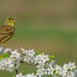 The ortolan bunting, like one seen here in Lithuania, is a prized delicacy in France