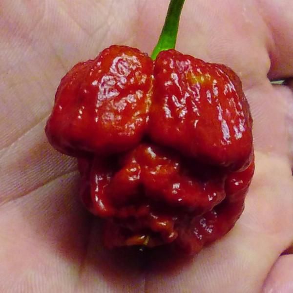 Moruga Scorpion