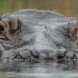 Cull: Zambia plans to slaughter 2,000 hippopotamuses