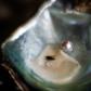 A glistening white pearl from a cultured farming technique invented in Japan that is in decline as experts die out in the ageing country
