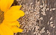 Sunflower seeds