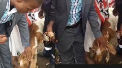 Pastor ‘heals sick’ calf, says the animal’s strong faith saved it (video)