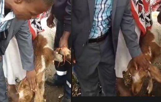Pastor ‘heals sick’ calf, says the animal’s strong faith saved it (video)