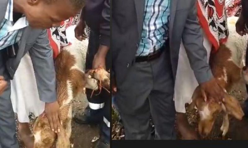 Pastor ‘heals sick’ calf, says the animal’s strong faith saved it (video)