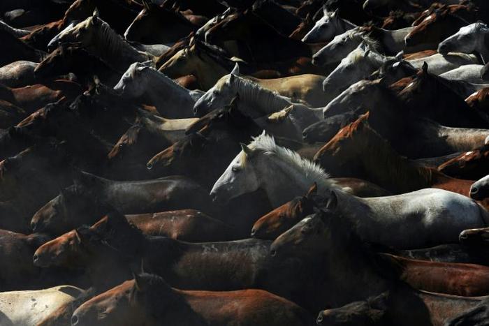 Wild horses run through the village of Rocio during the annual "Saca de las Yeguas" (round up of the wild mares) in Almonte, Spain