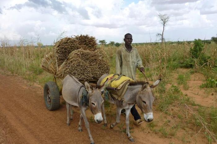 Niger has a population of more than 1.5 million donkeys