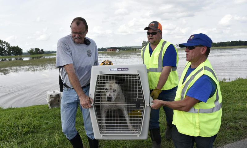 Saving Charlie: The Rush to Rescue Pets in a Watery Ghost Town