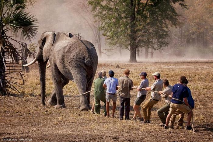 The Liwonde National Park anti-poaching project began in 2016, when hundreds of elephants were relocated