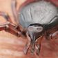 Here's How to Spot Ticks
