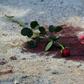 In this file photo taken on March 19, 2015, roses lie on bloodstains in front of the National Bardo Museum in Tunis after an attack the previous day that killed 21 people